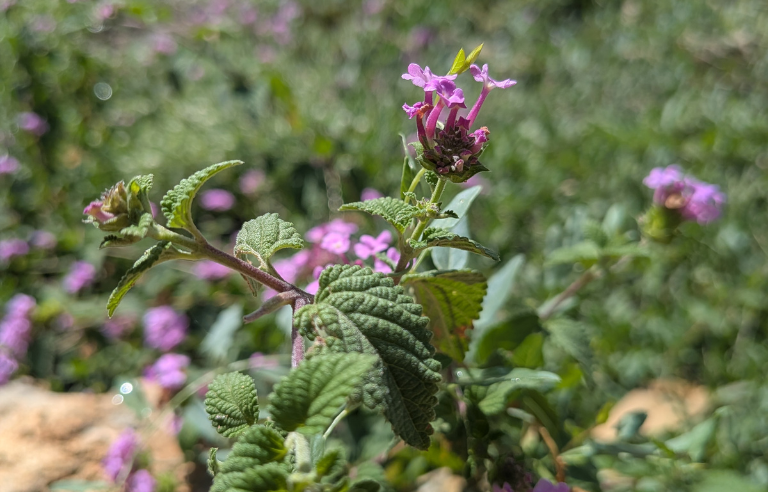 Les plantes del bosc a la tardor