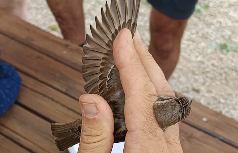 Sortida guiada: Anellament científic