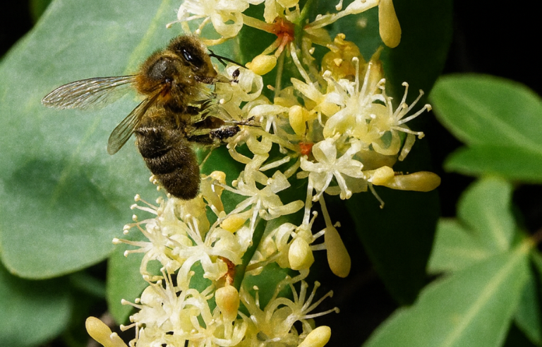 Sortida guiada plantes de tardor