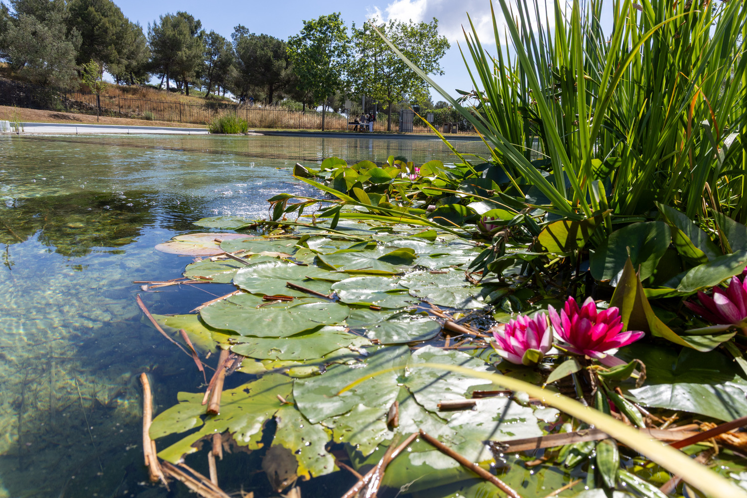 Plantes aqüàtiques a l'interior del llac