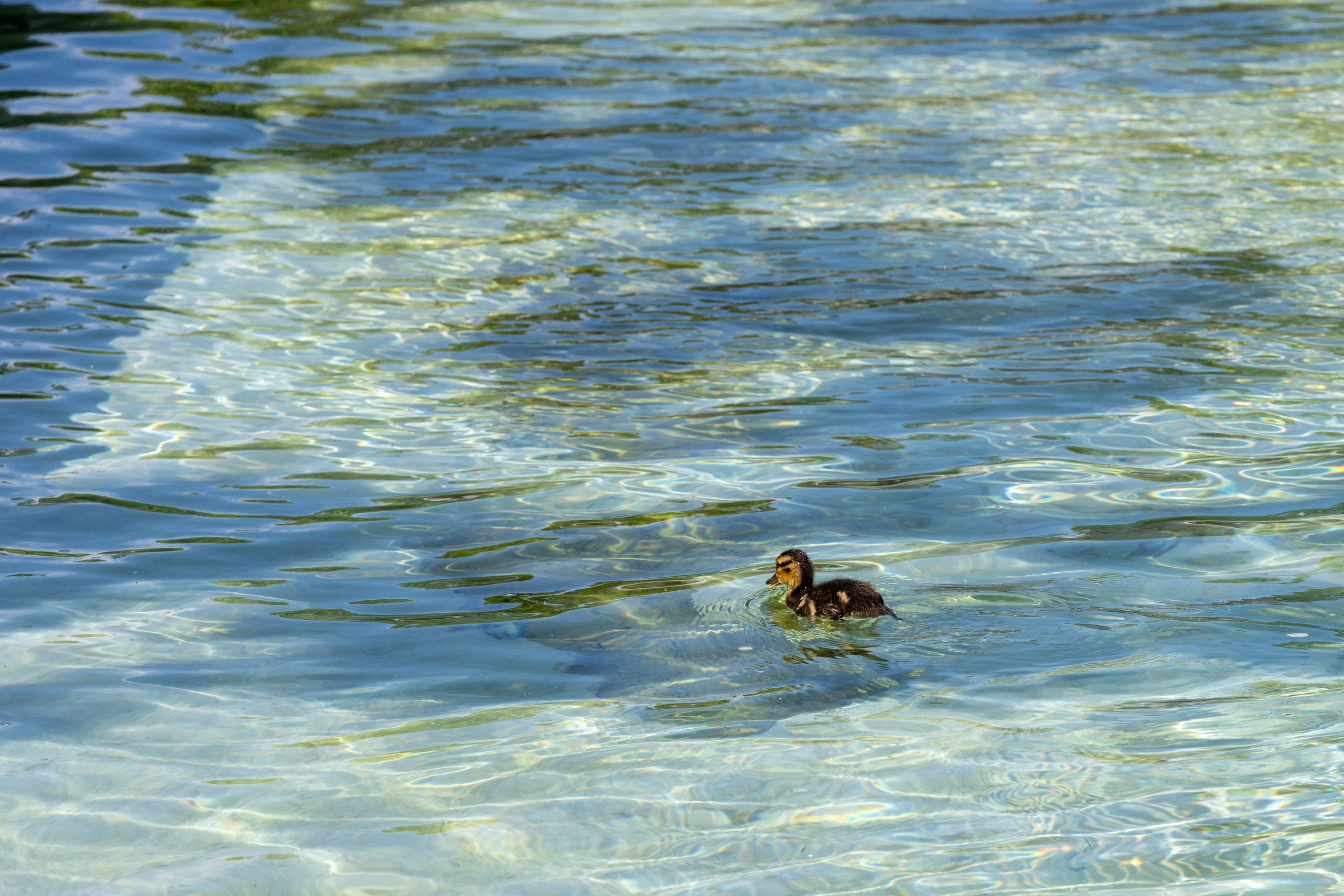 Un ànec, a l'interior del llac
