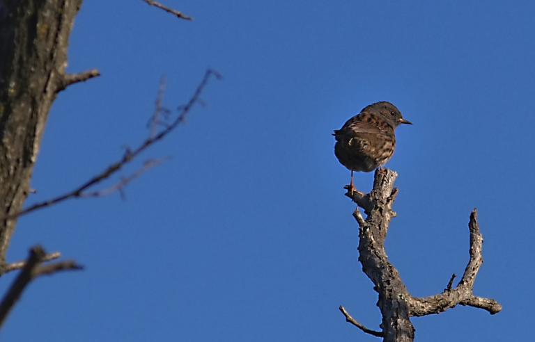 Sortida guiada: Observem i escoltem els ocells del bosc