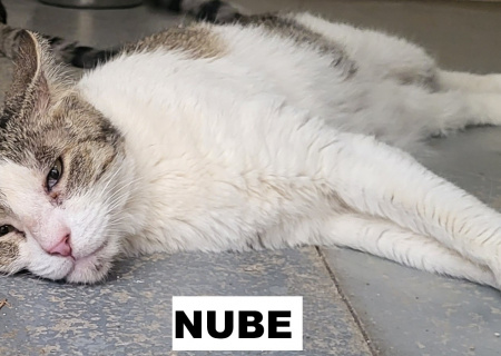 NUBE