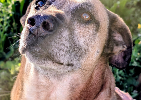 JAKO