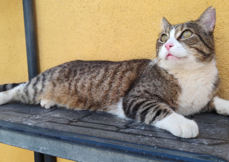 BARTOLO