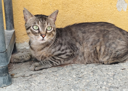 PEPO