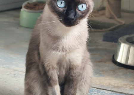 CARMENCITA