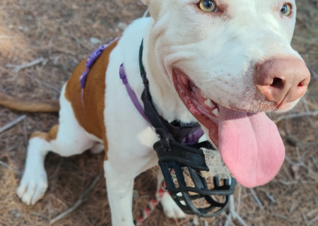MILO