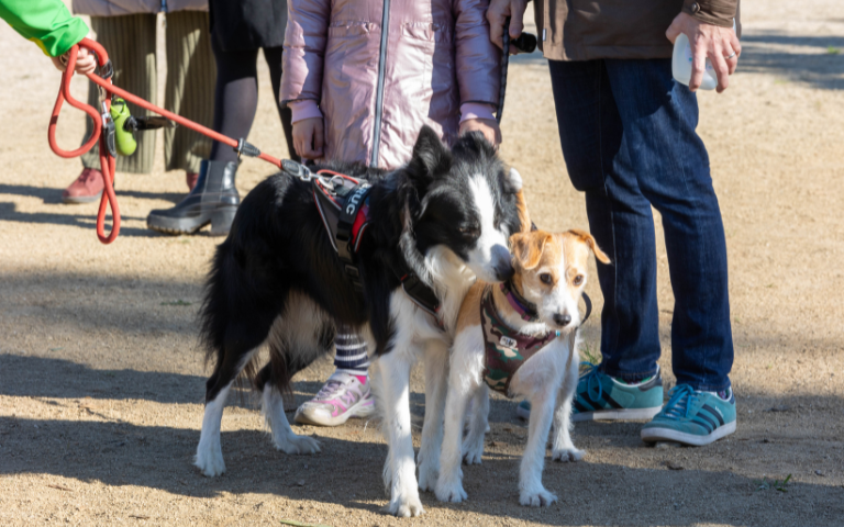 Festa de l’animal de companyia