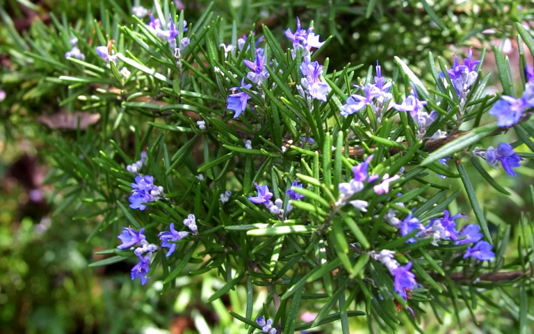 Sortida guiada: Plantes remeieres del bosc