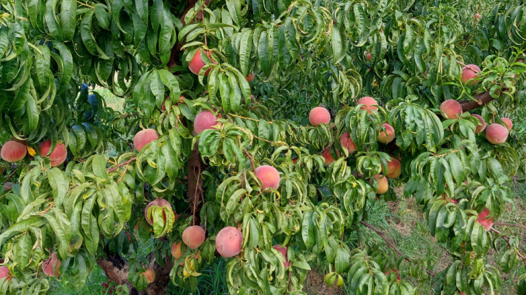 Prèssecs a la Cooperativa Agrària Santboiana