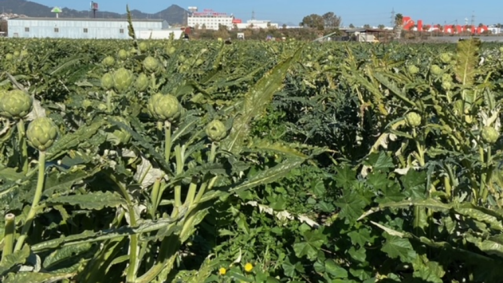 Cooperativa Agrària Santboiana