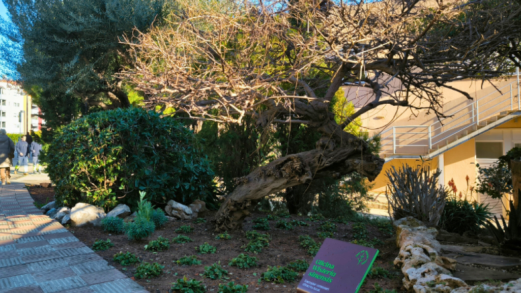 Jardins del parc sanitari SJD